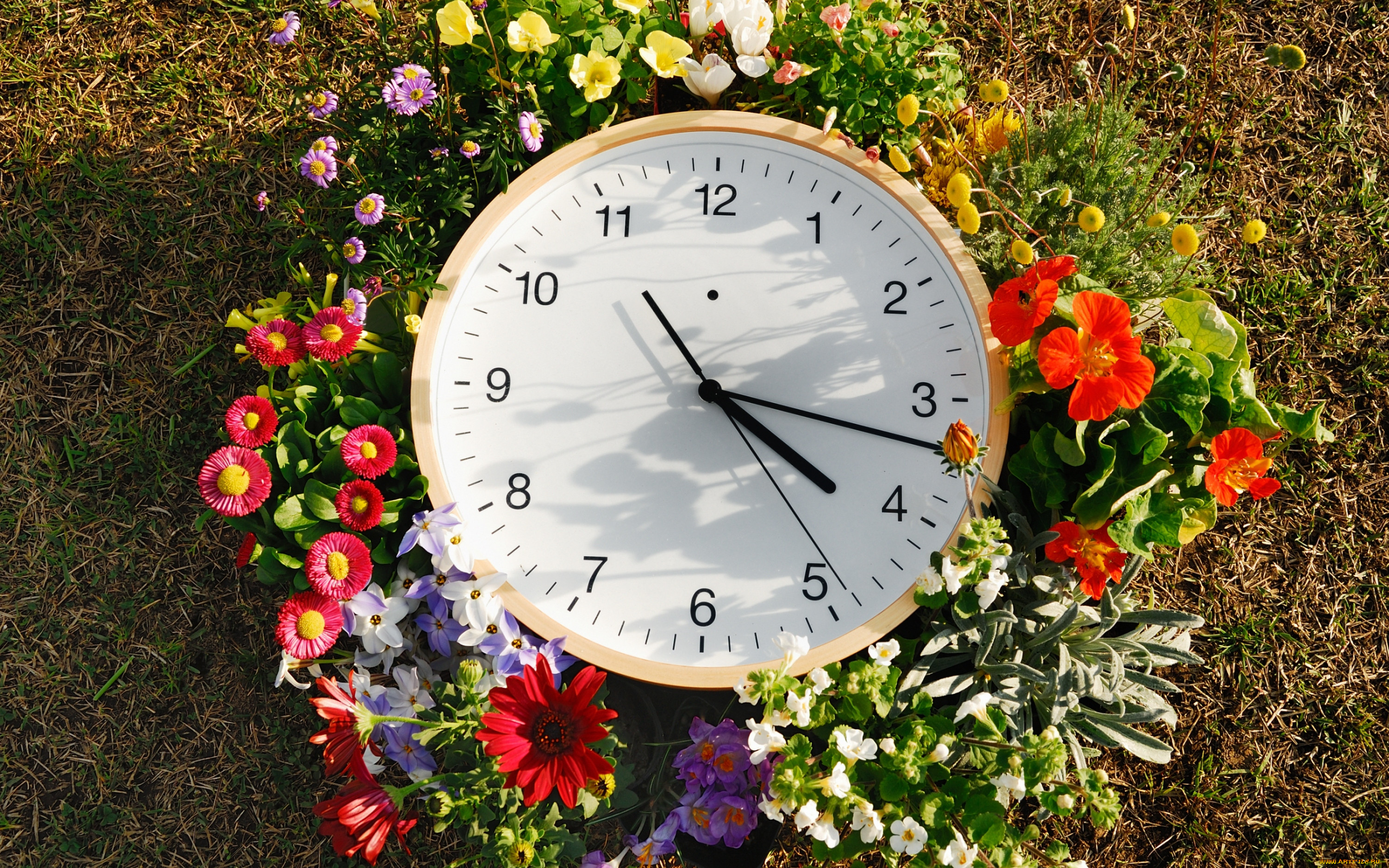Сколько минут в летний. Цветочные часы. Цветочные часы растения. Цветы часики. Клумба часы.